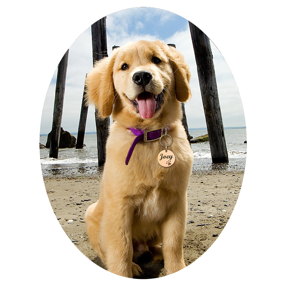 For Pets