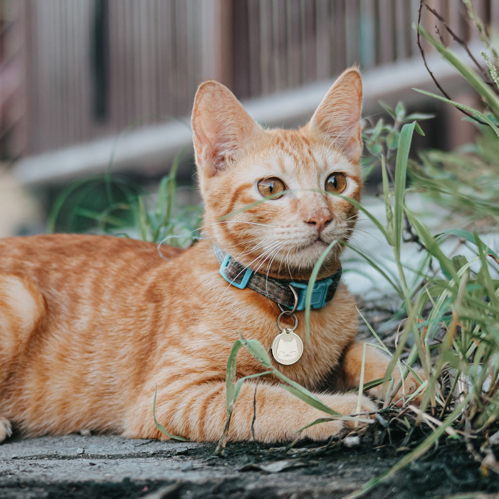 Frosted Cat Round Pet ID Dog Tag