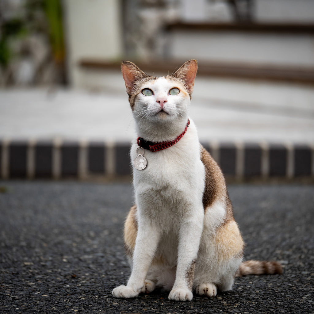 Frosted Kitty Round Pet ID Dog Tag