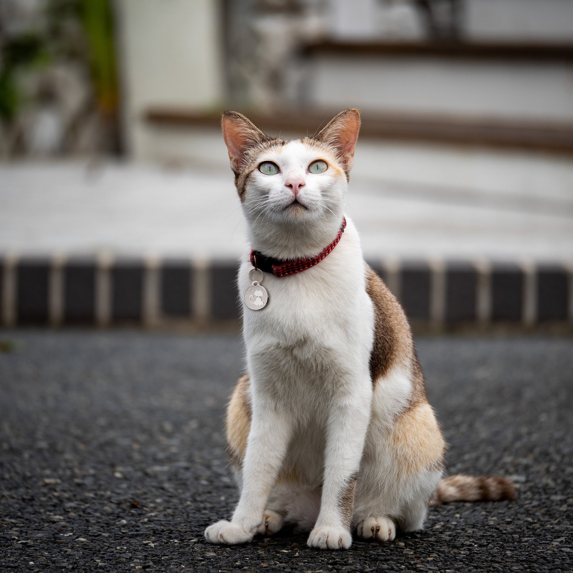 Frosted Kitty Round Pet ID Dog Tag