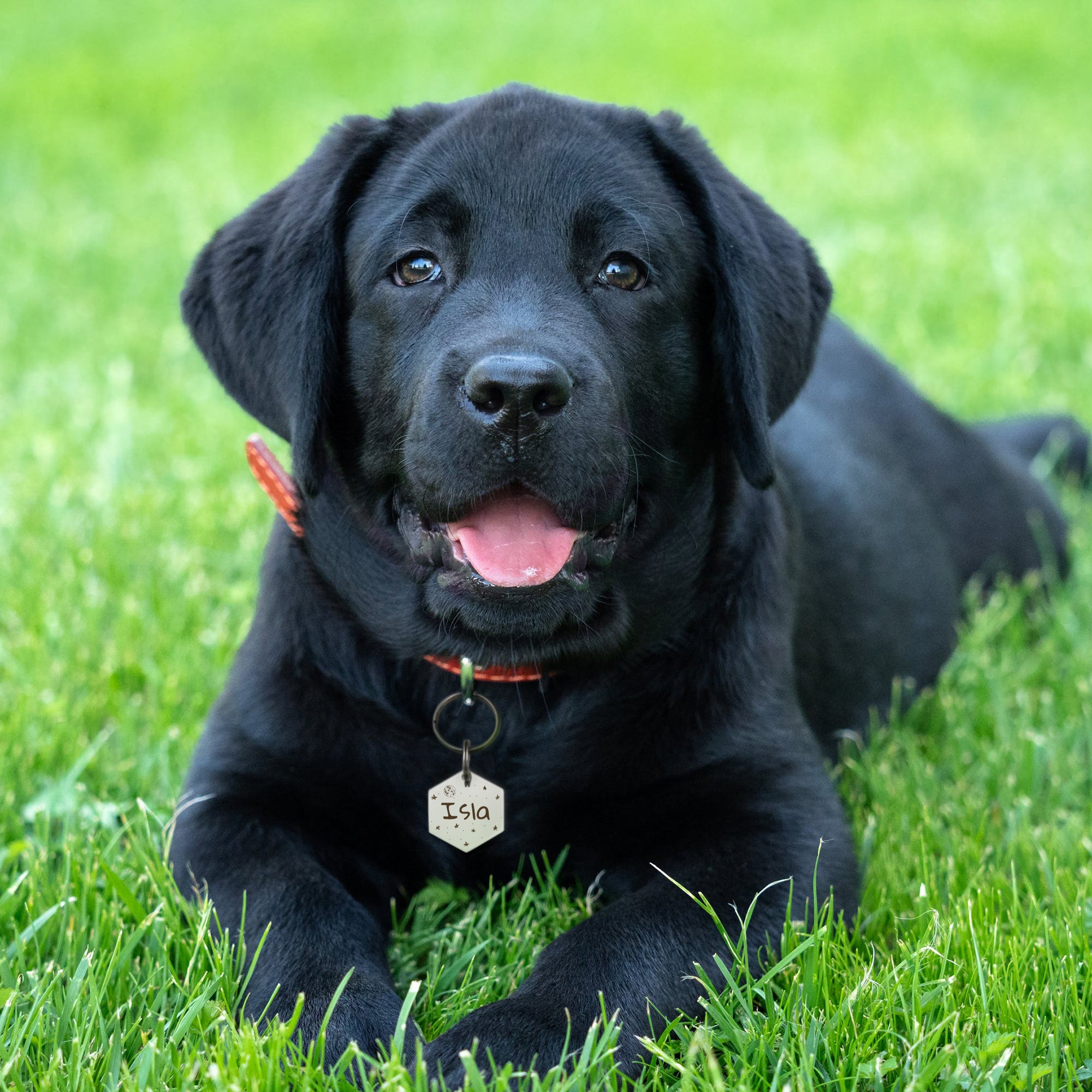 Space Hexagon Pet Tag