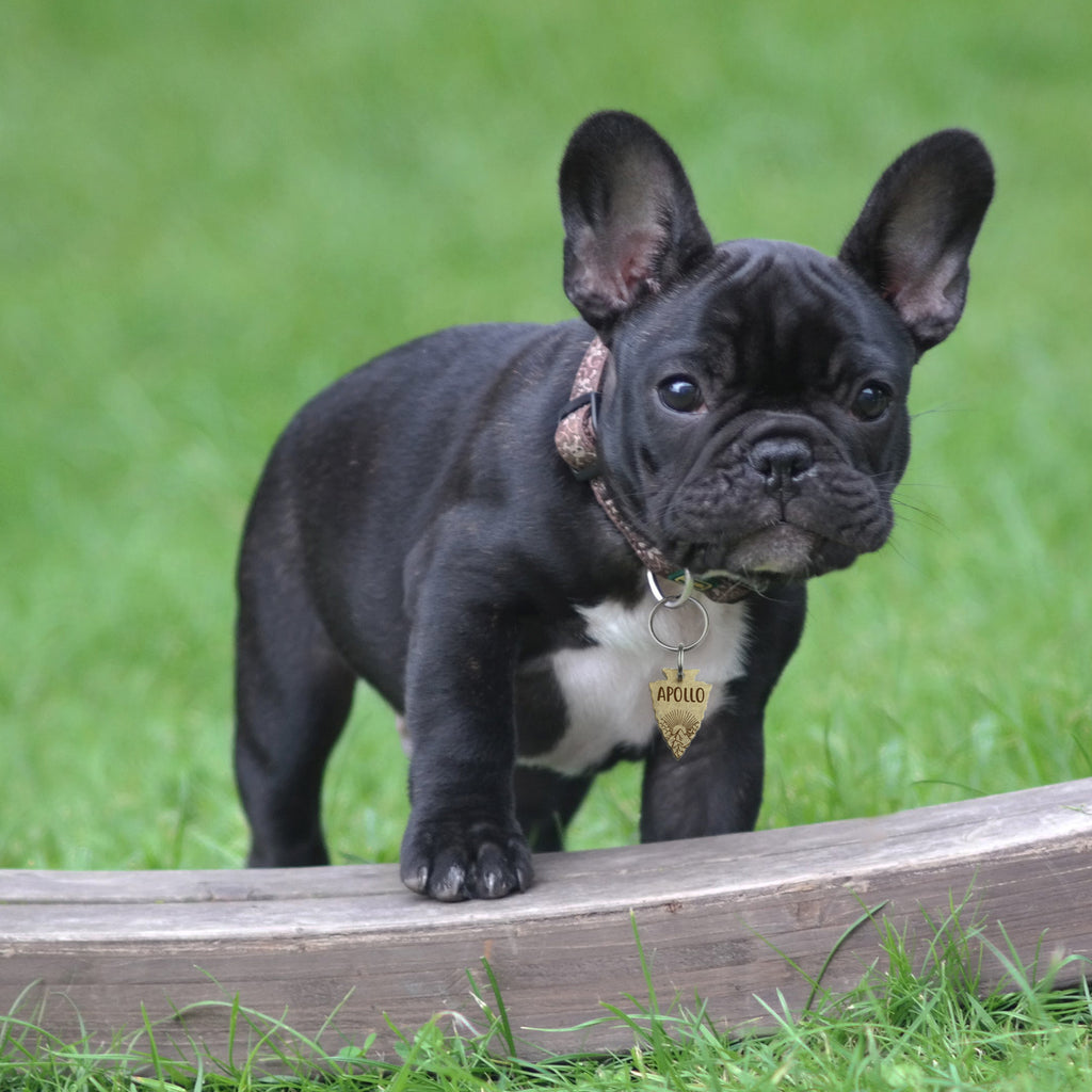 Arrowhead Mountain Sunshine Pet ID Dog Tag