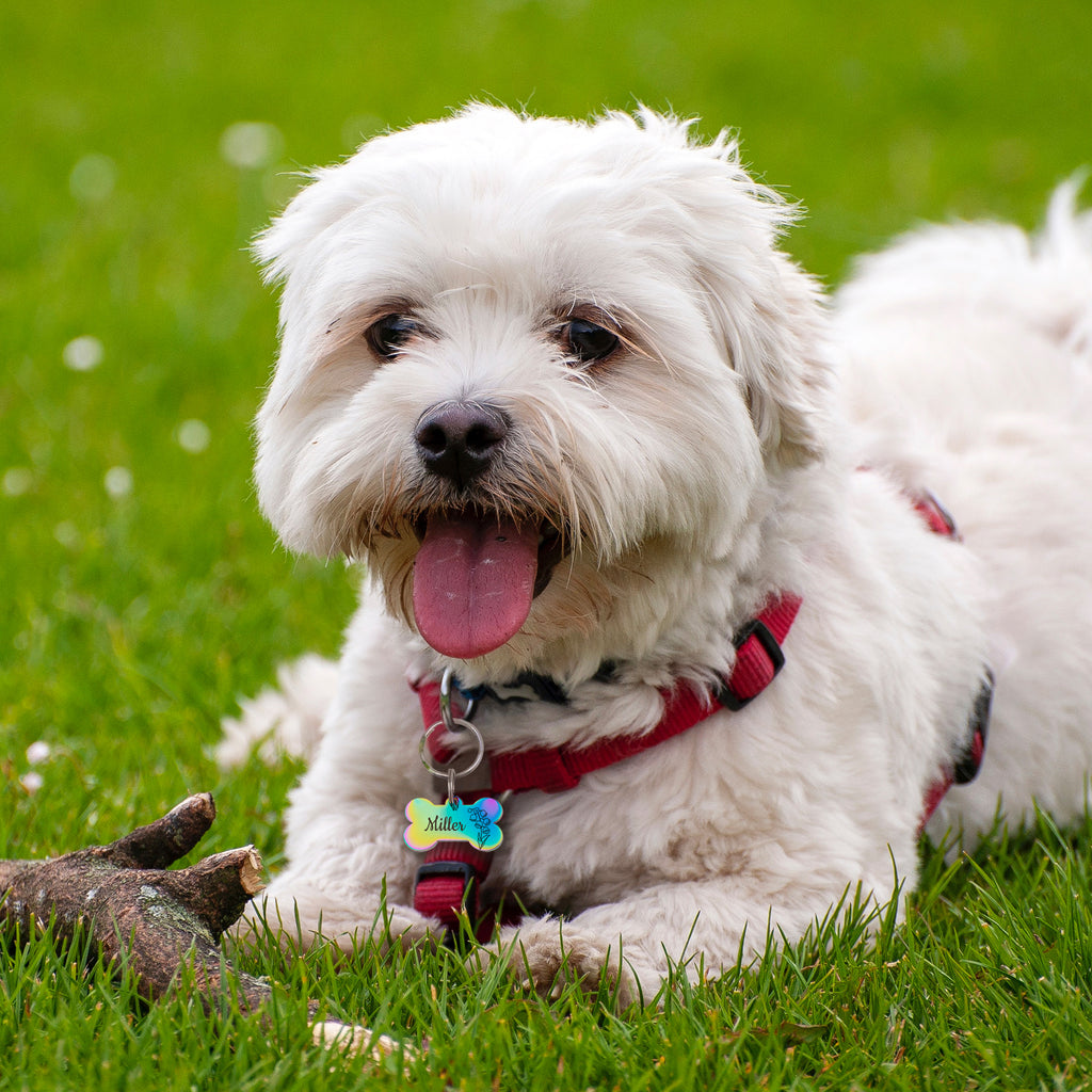 Birth Flower Dog Bone Pet Tag