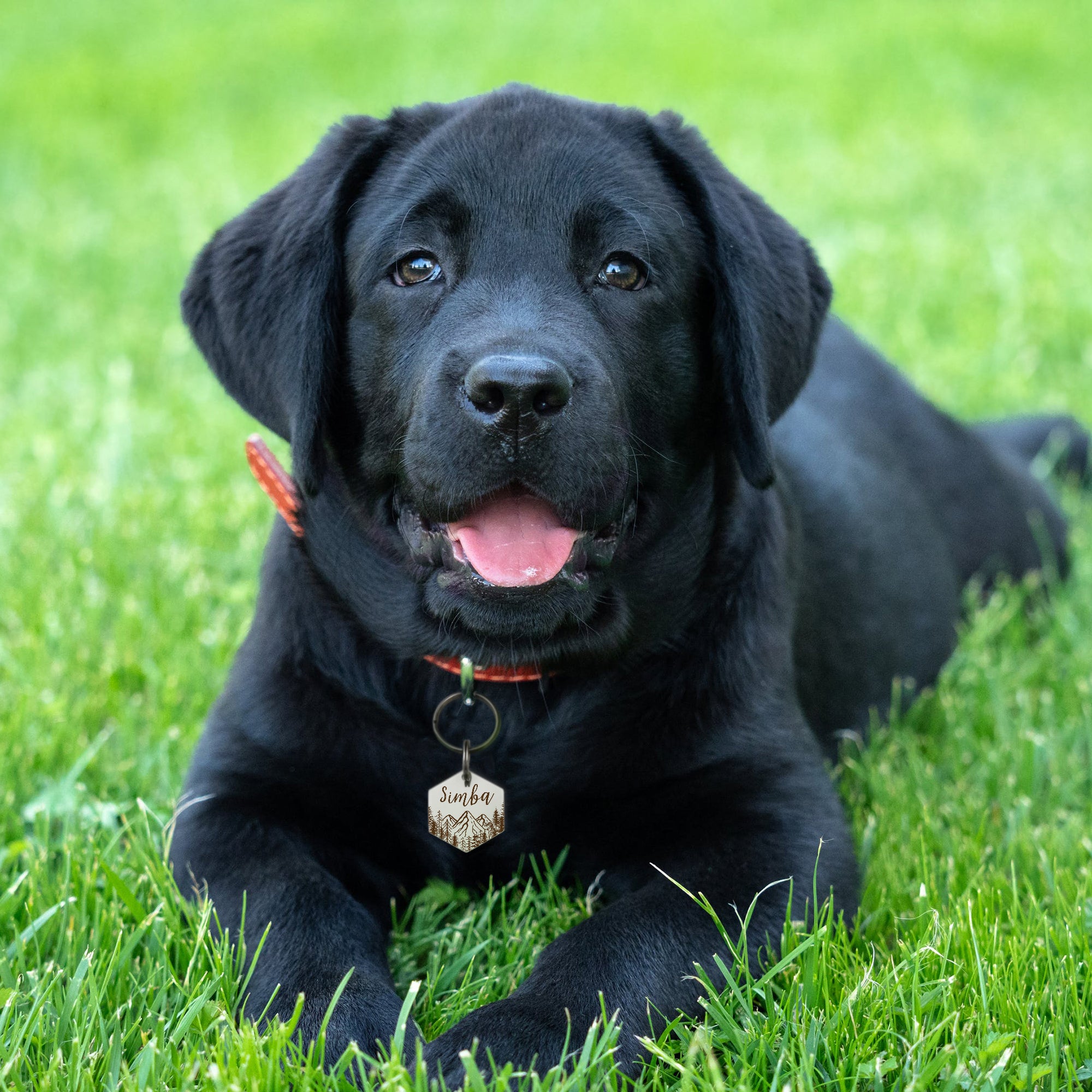 Personalized Mountain Peak Hexagon Shaped Pet ID Dog Tag for Cat or Dog