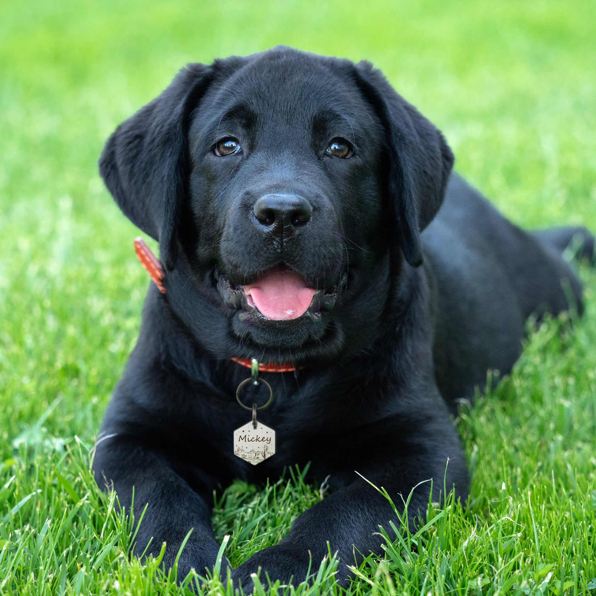 Hexagon Desert Starry Sky Pet ID Dog Tag