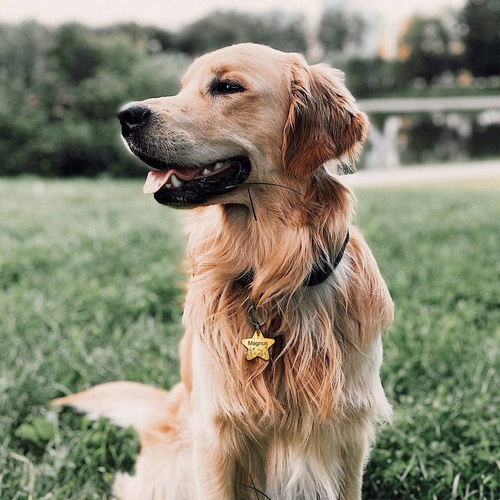 Wildflowers Star Shaped Pet ID Dog Tag