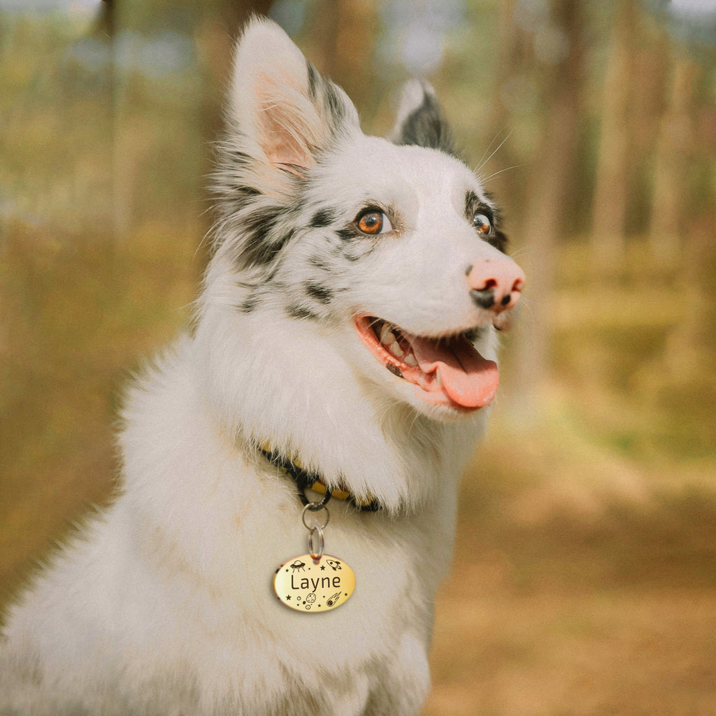 Personalized Oval Stainless Steel Pet ID Tag