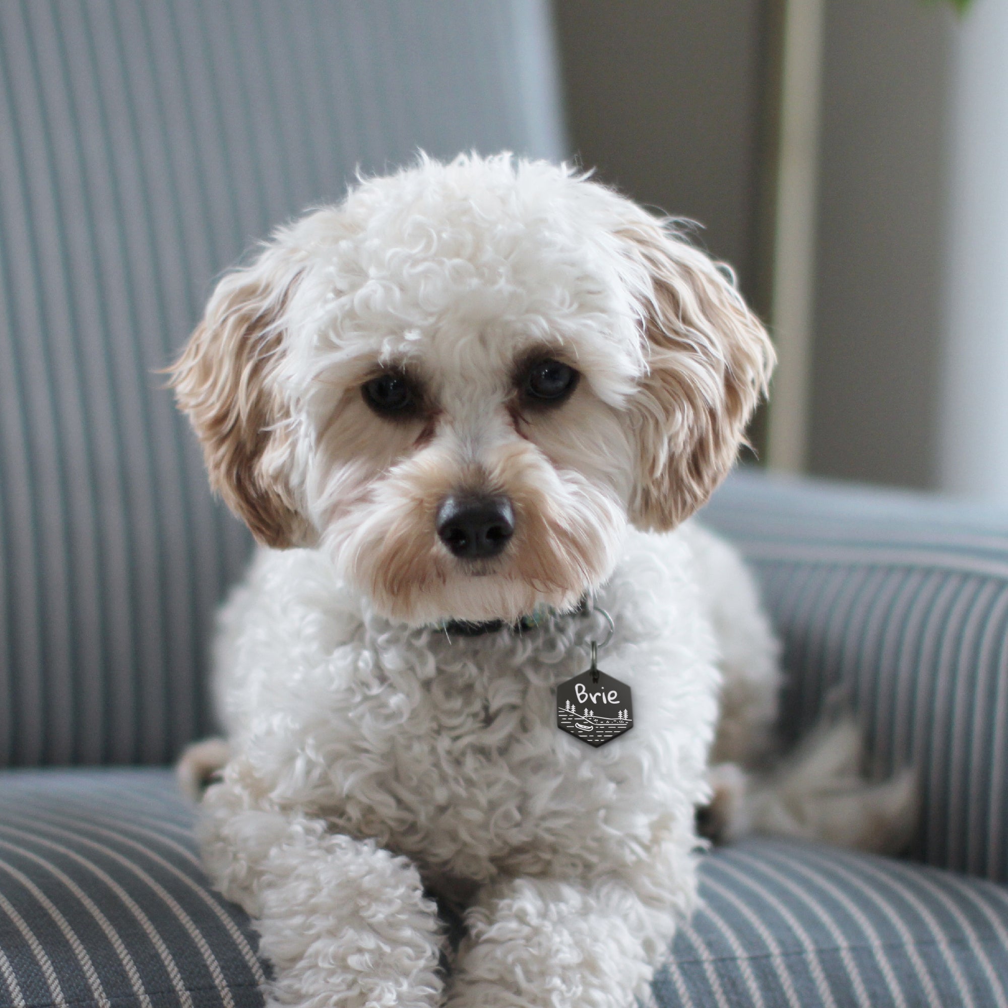 Boat in Lake Hexagon Pet ID Dog Tag