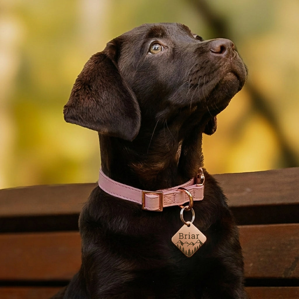 Personalized Diamond Stainless Steel Pet ID Tag