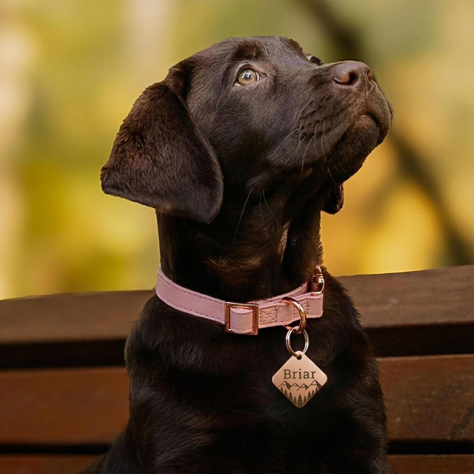 Personalized Diamond Stainless Steel Pet ID Tag