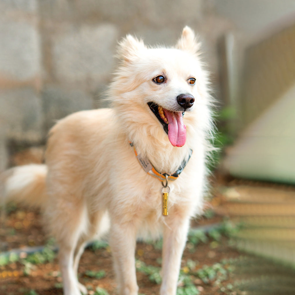 6-Sided Engraving Hexagon Pet Tag