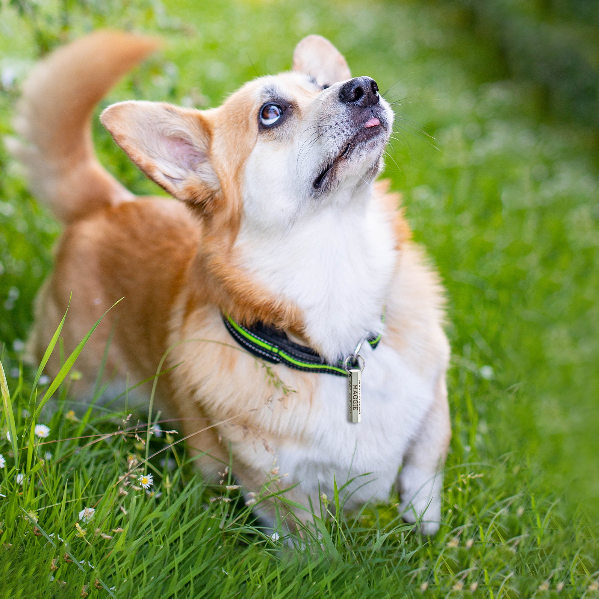 6-Sided Engraving Hexagon Pet Tag