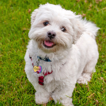 Custom Bow Tie Shaped Pet ID Dog Tag