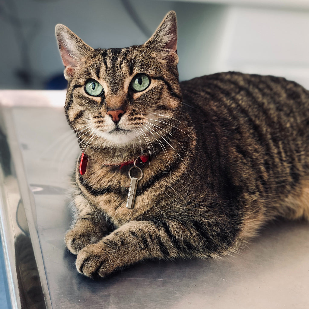 6-Sided Engraving Hexagon Pet Tag