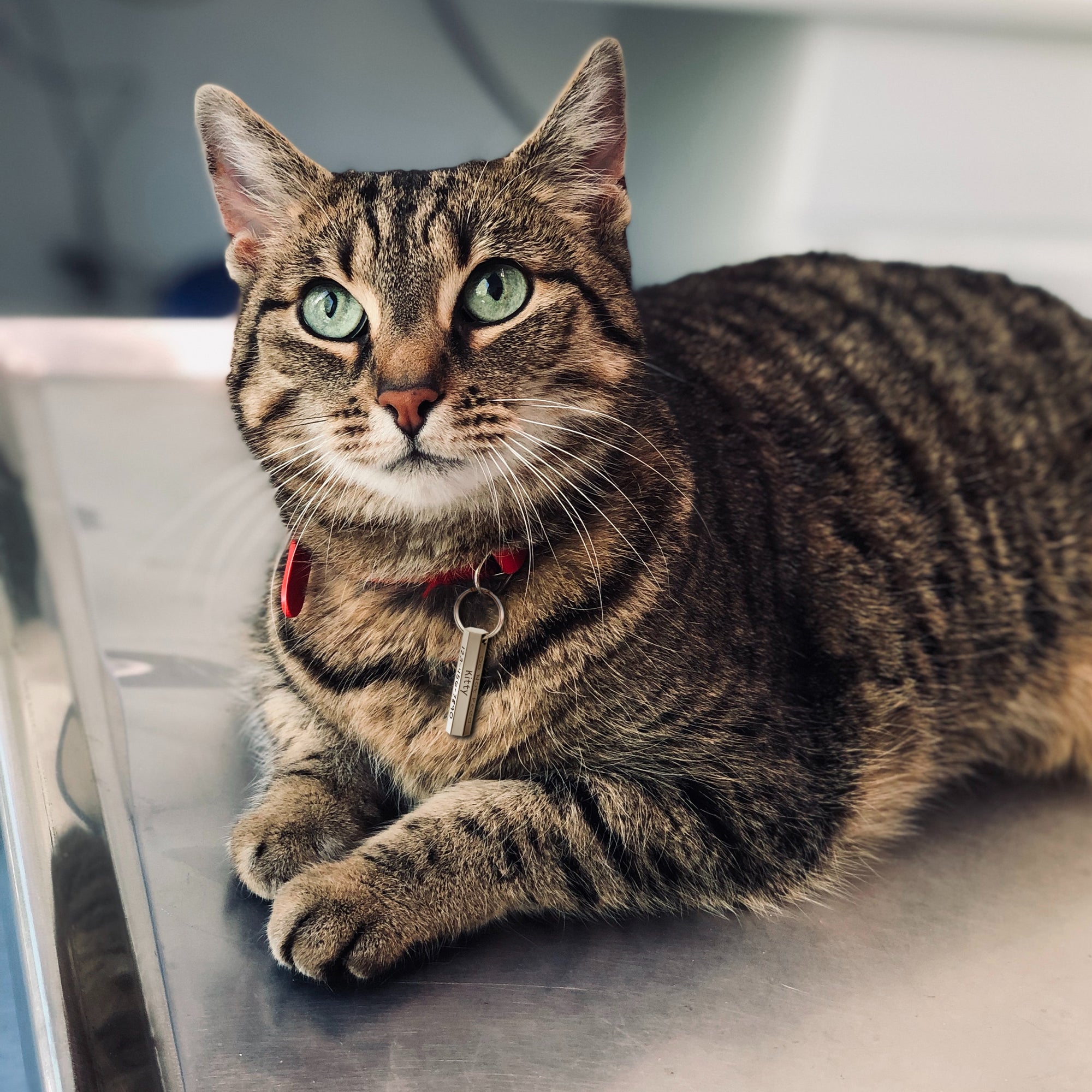 6-Sided Engraving Hexagon Pet Tag