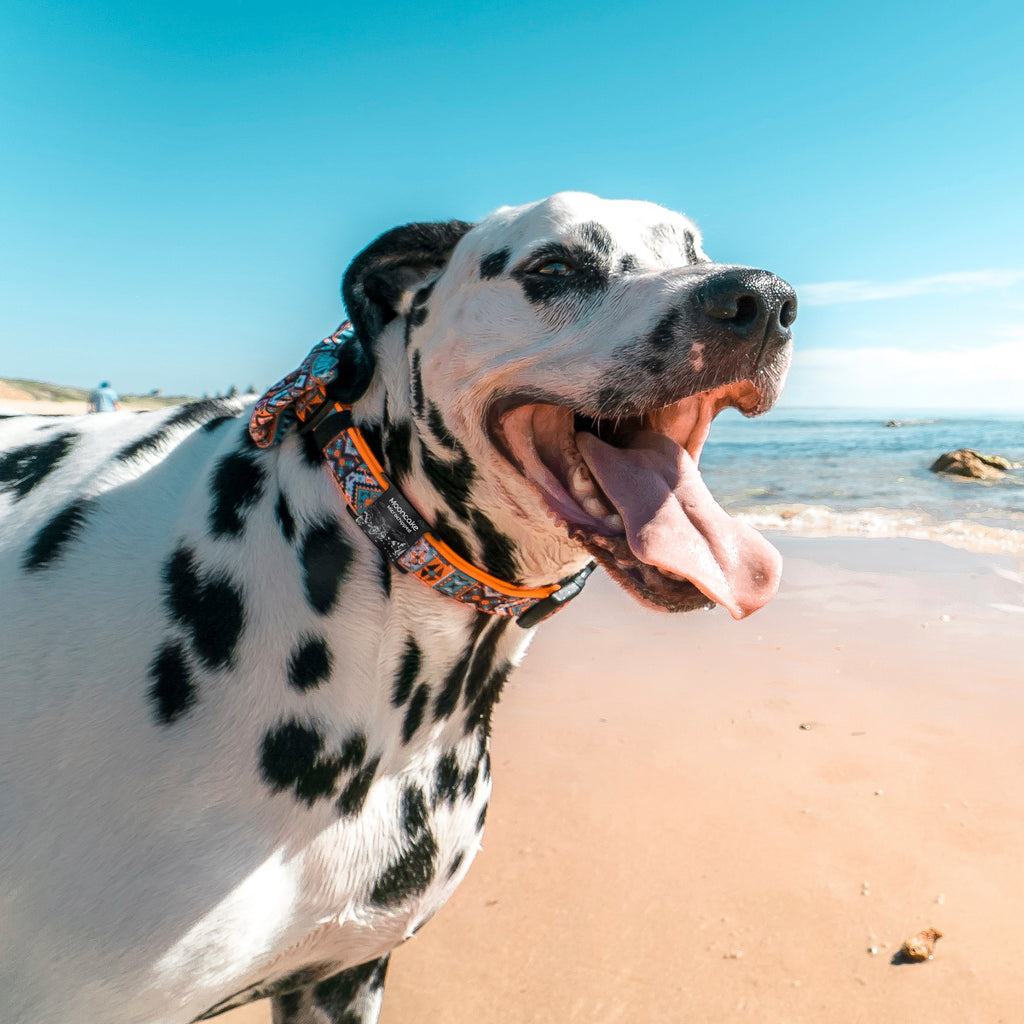 Outdoor Biking Slide-On Pet ID Tag