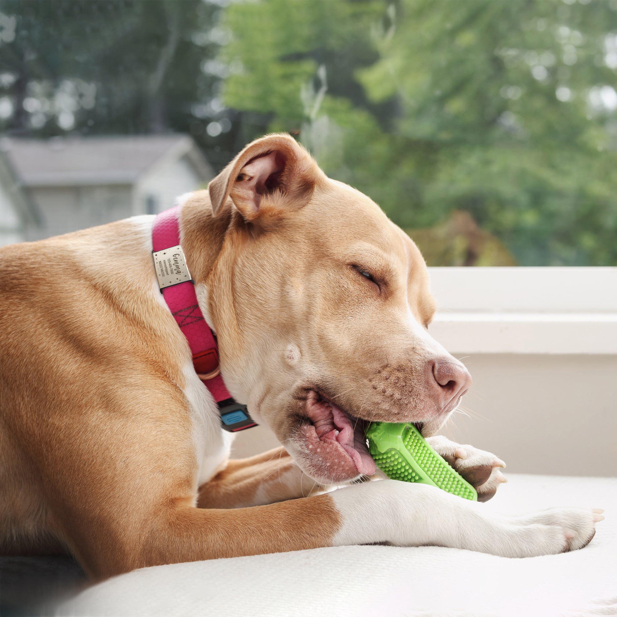 Frame and Pet's Name Fabric Slide On Pet Tag
