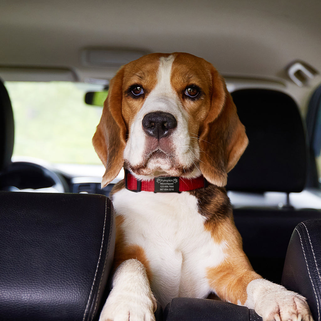 Frame and Pet's Name Fabric Slide On Pet Tag