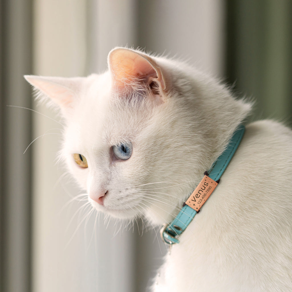 Frame and Pet's Name Fabric Slide On Pet Tag