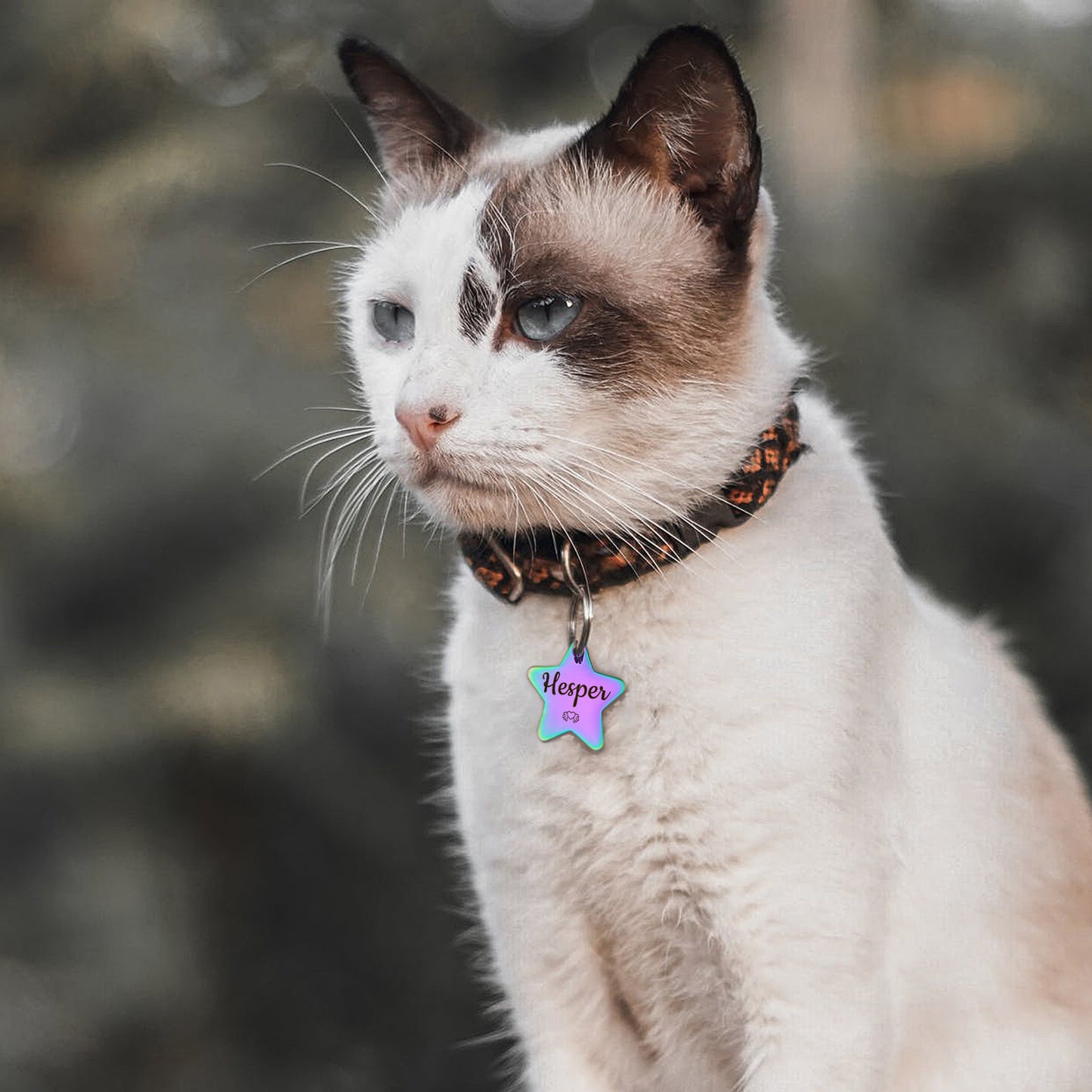 Star Shaped Name and Icon Pet ID Tags