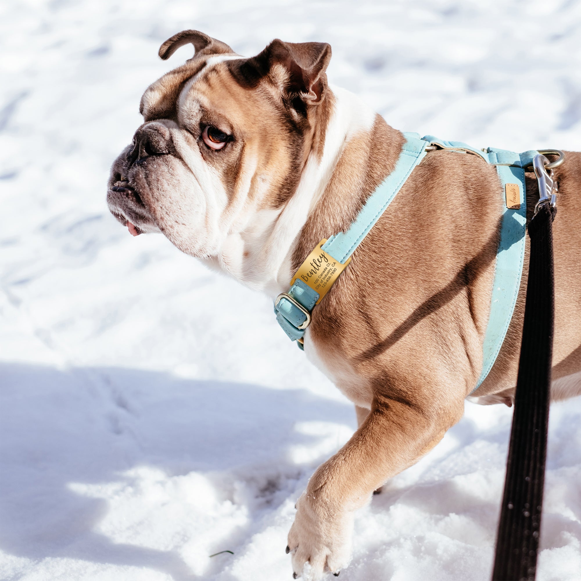 Stainless Steel Silent Slide On Pet Tag