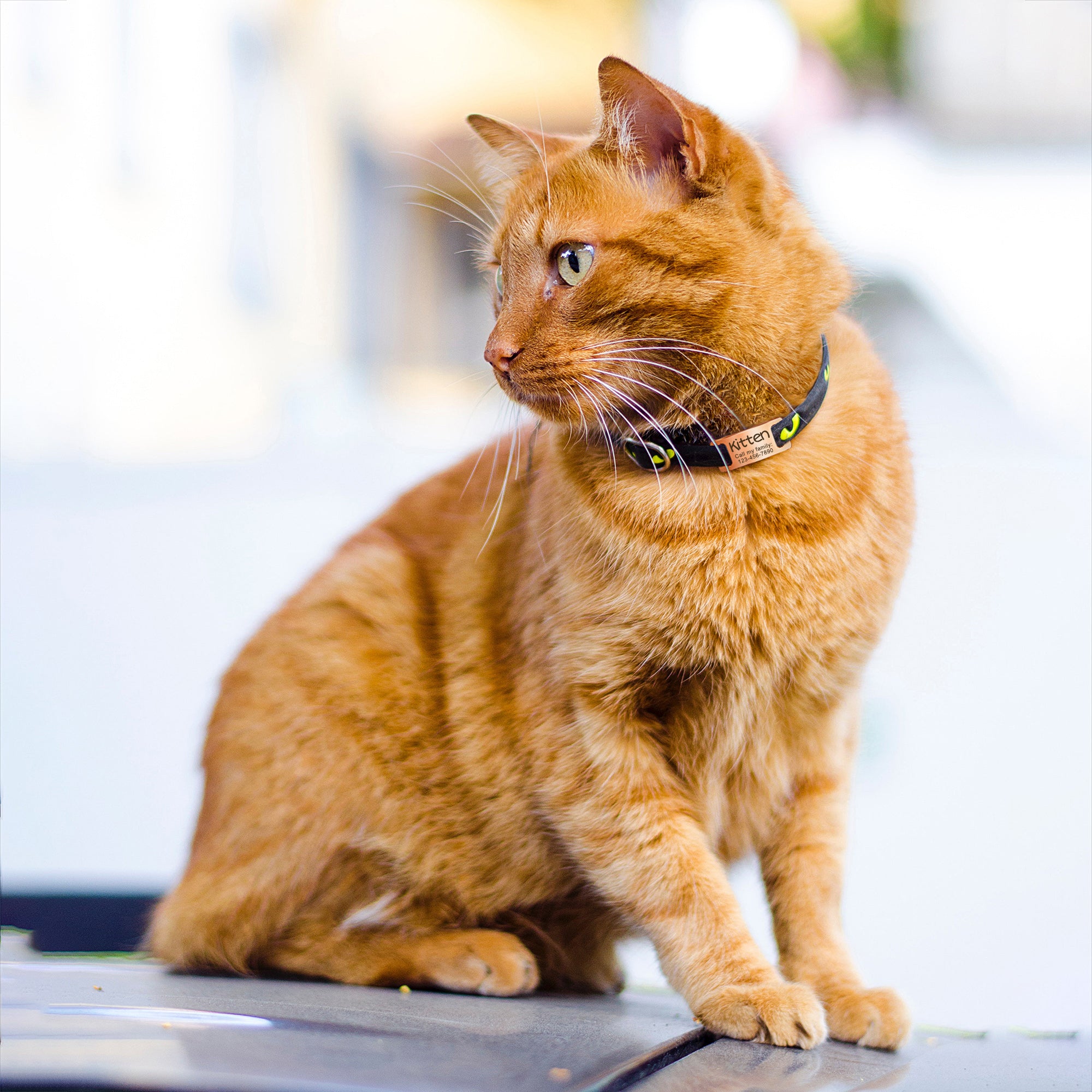 Stainless Steel Silent Slide On Pet Tag